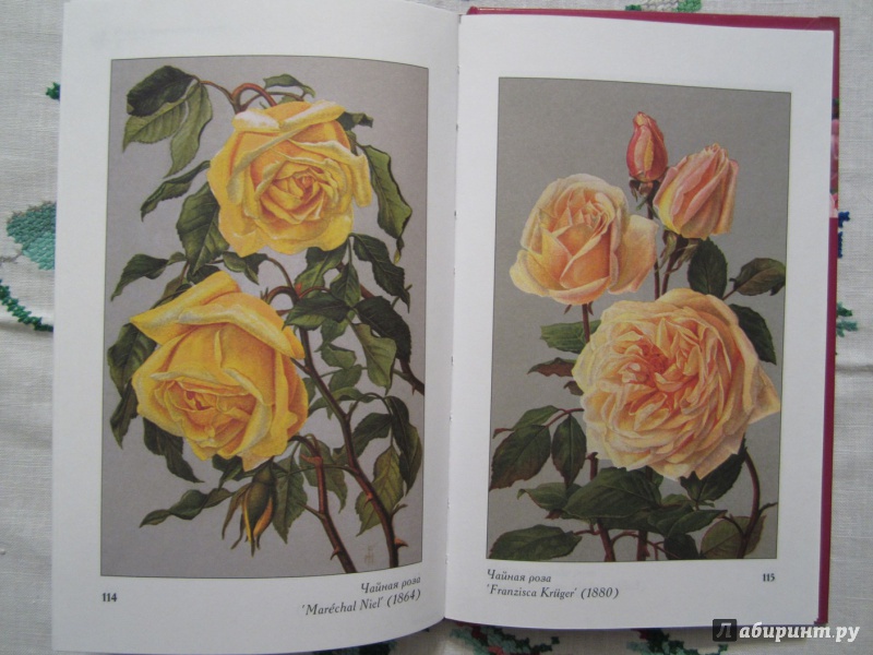 Иллюстрация 8 из 11 для Розы в открытом грунте - Медведев, Крупина | Лабиринт - книги. Источник: A. Fragaria