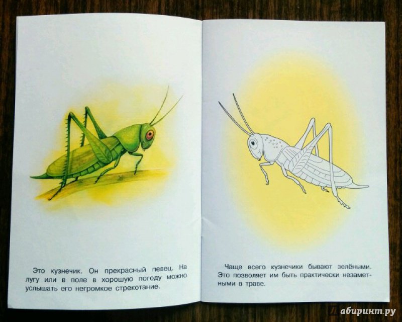 Иллюстрация 28 из 31 для Раскраска. Раскрашиваем и учимся. Насекомые | Лабиринт - книги. Источник: Natalie Leigh