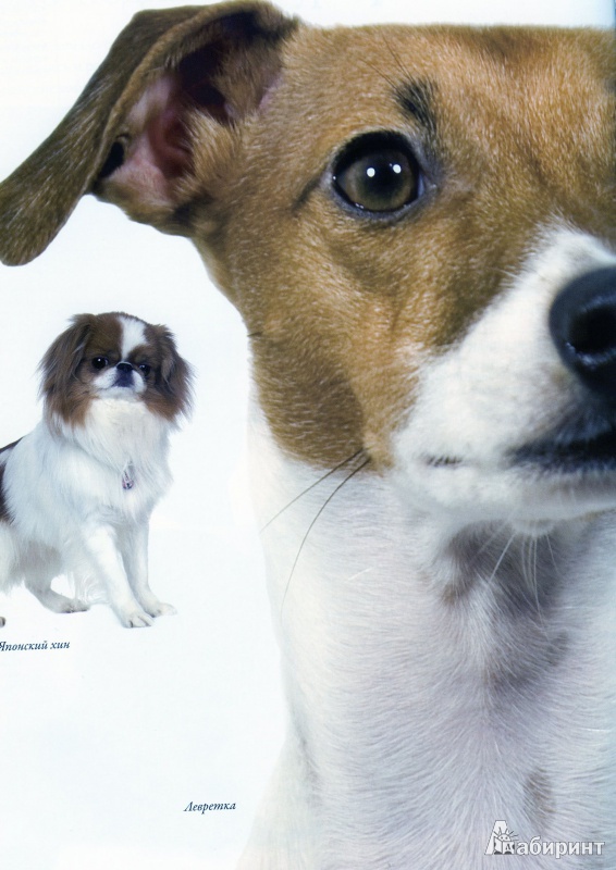 Иллюстрация 4 из 8 для Все породы собак - Дэвид Элдертон | Лабиринт - книги. Источник: lumila