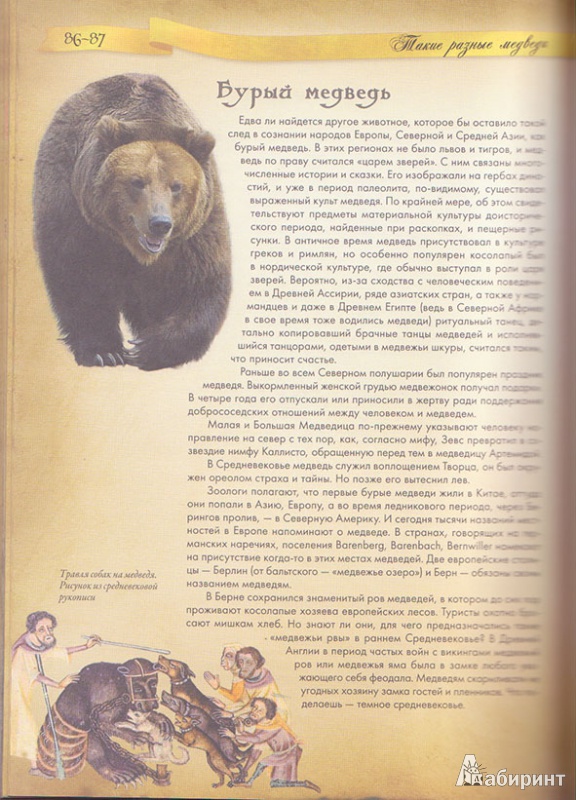 Иллюстрация 4 из 31 для Животные в мифологии - Андрей Гапченко | Лабиринт - книги. Источник: Ёжик
