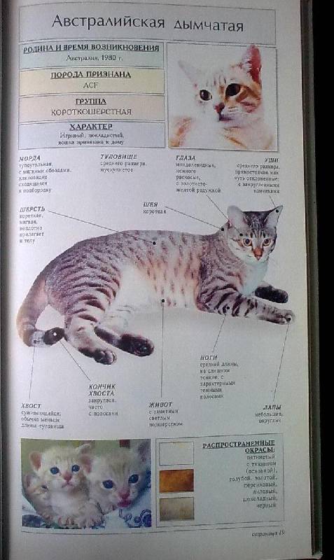 Иллюстрация 5 из 13 для Породы кошек - Джульетта Мей | Лабиринт - книги. Источник: н.в.а.