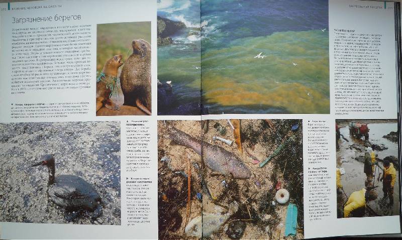 Иллюстрация 11 из 65 для Океаны - Хатчинсон, Хоукинс | Лабиринт - книги. Источник: Igra