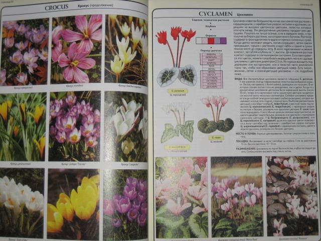 Иллюстрация 6 из 32 для Все о луковичных растениях - Дэвид Хессайон | Лабиринт - книги. Источник: МЕГ