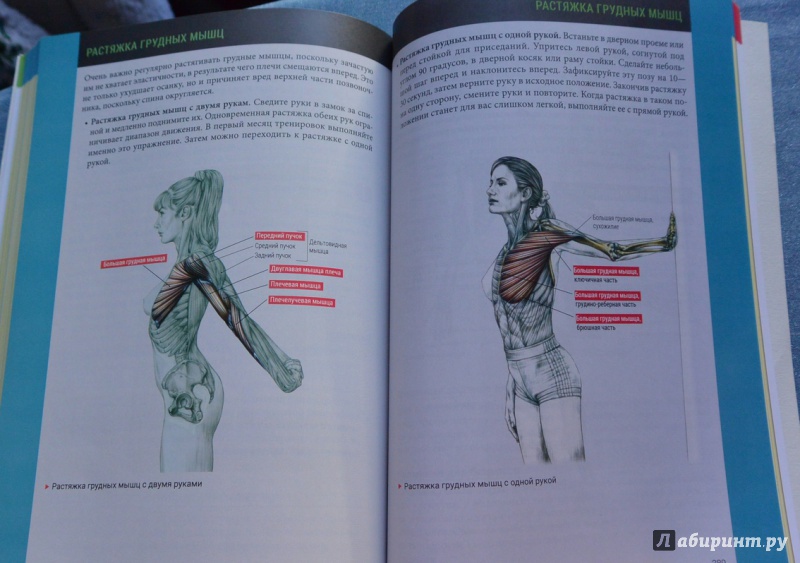 Иллюстрация 34 из 85 для Анатомия силовых тренировок для женщин - Делавье, Гандил | Лабиринт - книги. Источник: IrSh