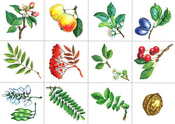 Деревья И Их Плоды В Картинках