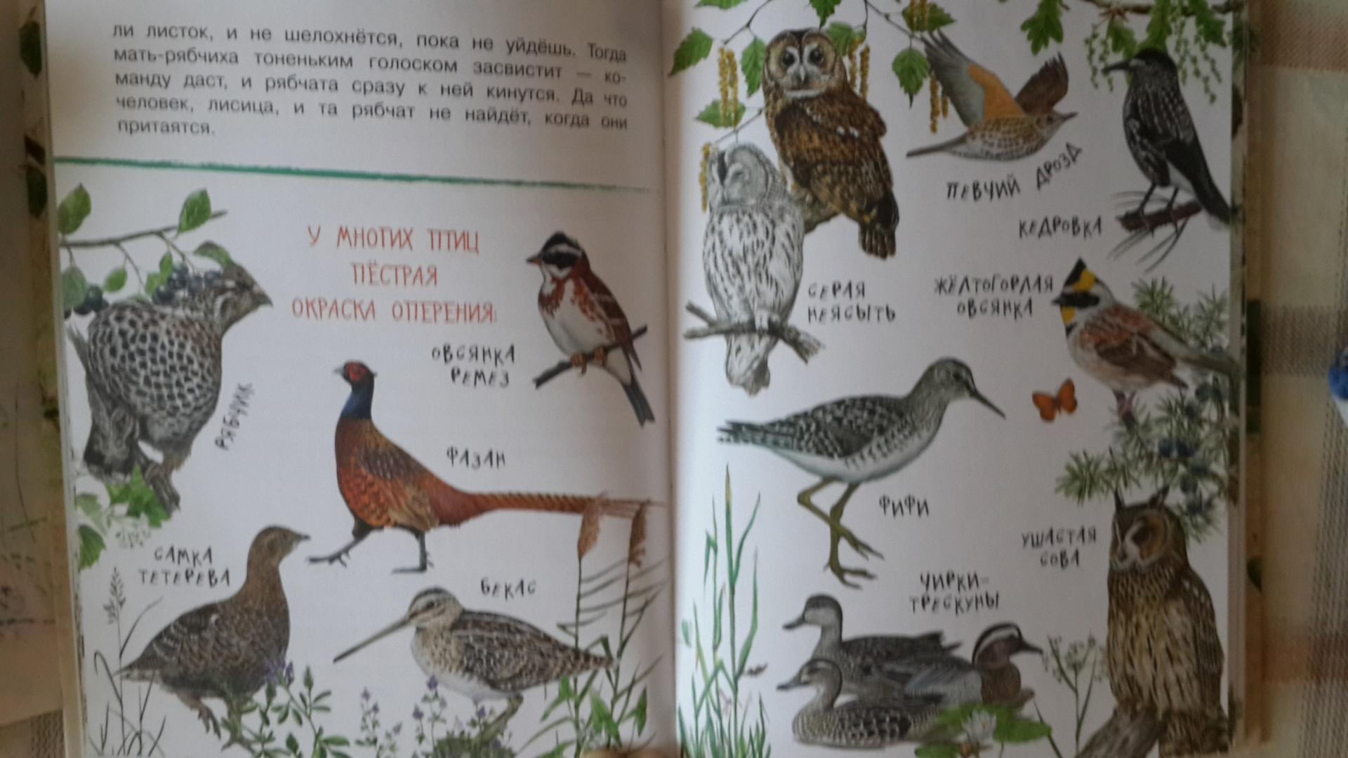 Иллюстрация 11 из 36 для Про птиц и зверей - Геннадий Снегирев | Лабиринт - книги. Источник: Лабиринт