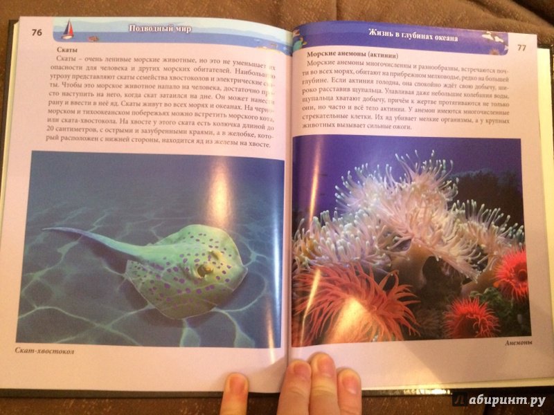 Иллюстрация 27 из 77 для Хочу знать. Подводный мир - Наталья Кульмина | Лабиринт - книги. Источник: Лабиринт