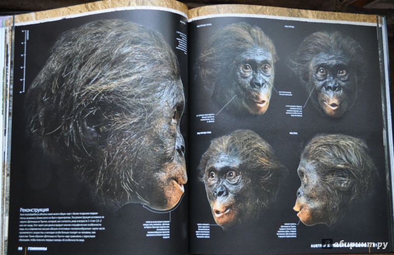 Иллюстрация 4 из 17 для Эволюция. Происхождение человека - Элис Робертс | Лабиринт - книги. Источник: АлЮр