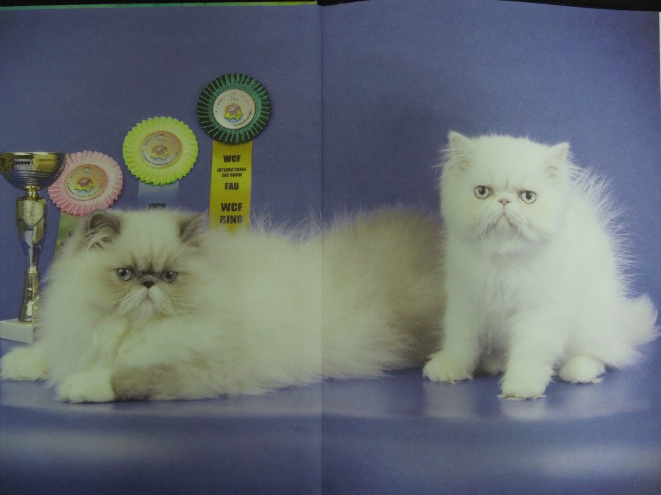 Иллюстрация 10 из 24 для Кошки и котята | Лабиринт - книги. Источник: Королева  Кристина