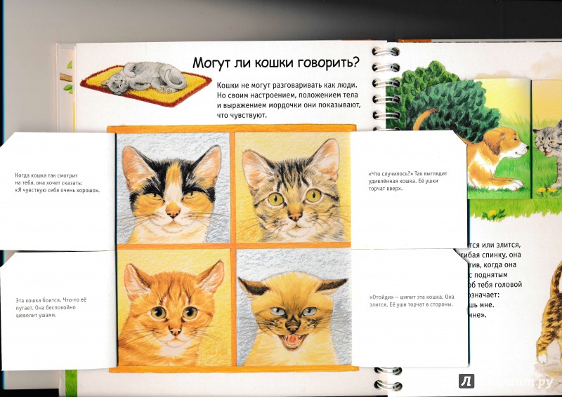 Иллюстрация 21 из 32 для Кошки - Патрисия Меннен | Лабиринт - книги. Источник: Террил