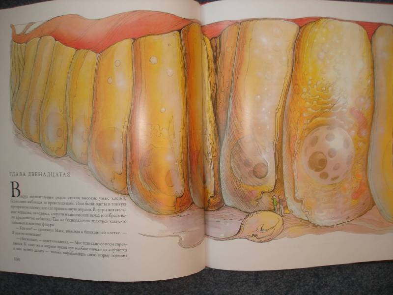 Иллюстрация 30 из 60 для Тайны анатомии - Кэрол Доннер | Лабиринт - книги. Источник: Сорокина  Лариса