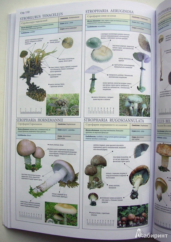 Иллюстрация 8 из 25 для Все о грибах - Пелле Янсен | Лабиринт - книги. Источник: Allee