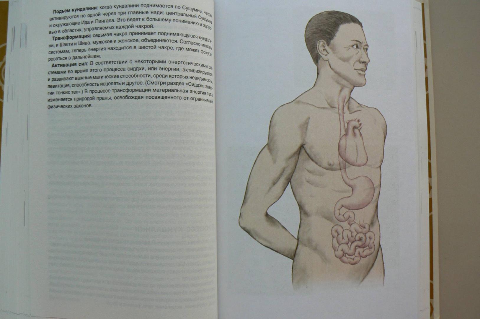 Иллюстрация 13 из 18 для Тонкое тело. Полная энциклопедия биоэнергетической медицины - Синди Дэйл | Лабиринт - книги. Источник: Лидия