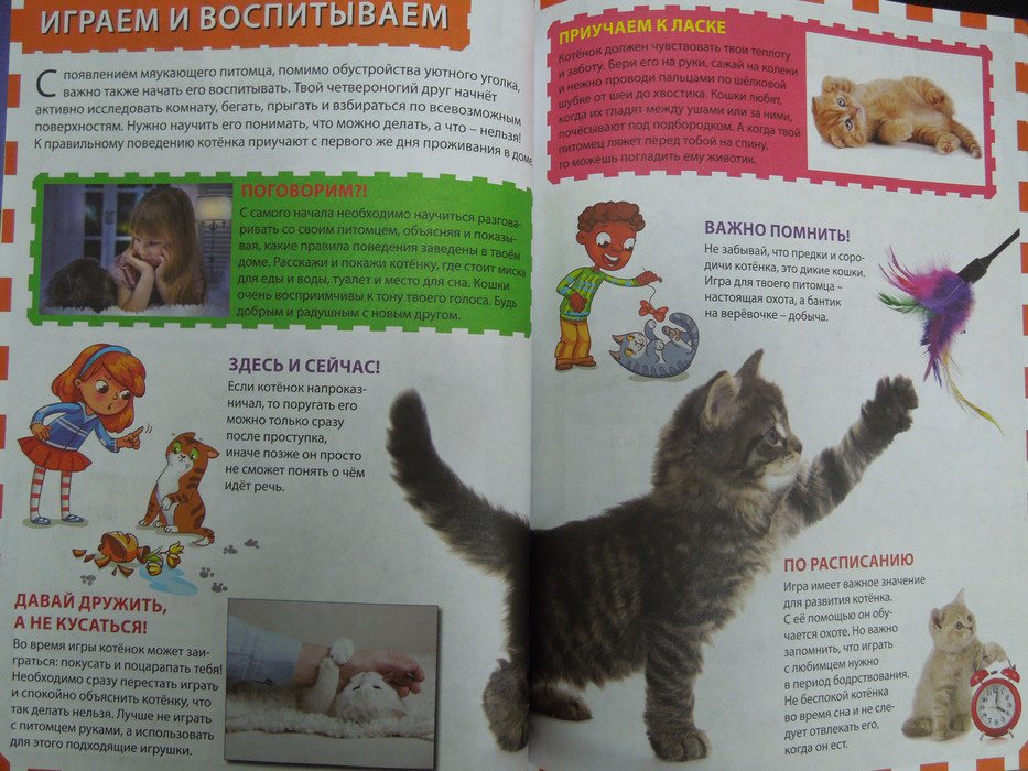 Иллюстрация 11 из 24 для Кошки и котята | Лабиринт - книги. Источник: Королева  Кристина
