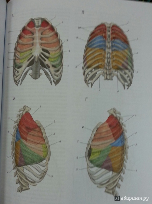 Иллюстрация 5 из 6 для Практикум по анатомии человека. В 4-х частях. Часть 2. Внутренности и эндокринные железы - Цыбулькин, Горская, Колесников | Лабиринт - книги. Источник: Den