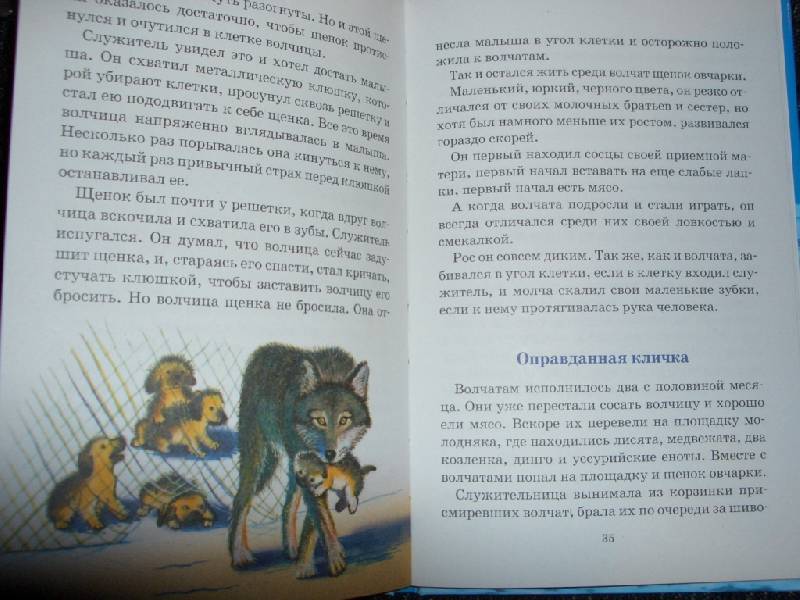 Иллюстрация 5 из 9 для Фомка - белый медвежонок - Вера Чаплина | Лабиринт - книги. Источник: sher
