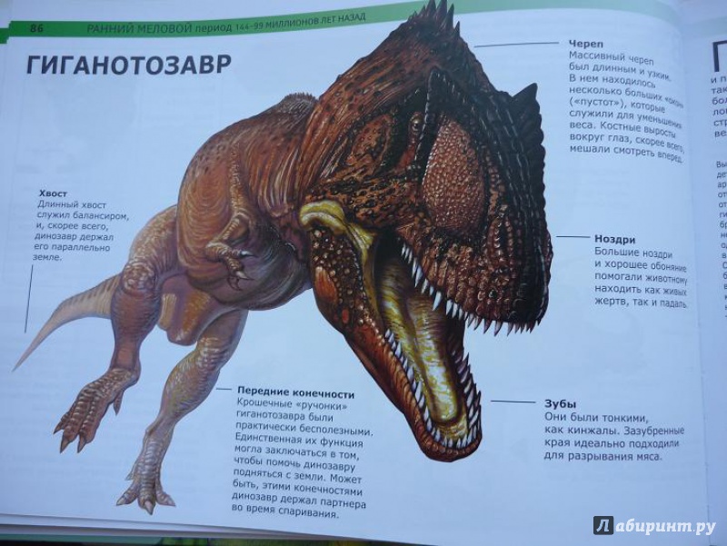 Иллюстрация 8 из 25 для Динозавры: монстры доисторической эпохи - Вероника Росс | Лабиринт - книги. Источник: Красавишна3
