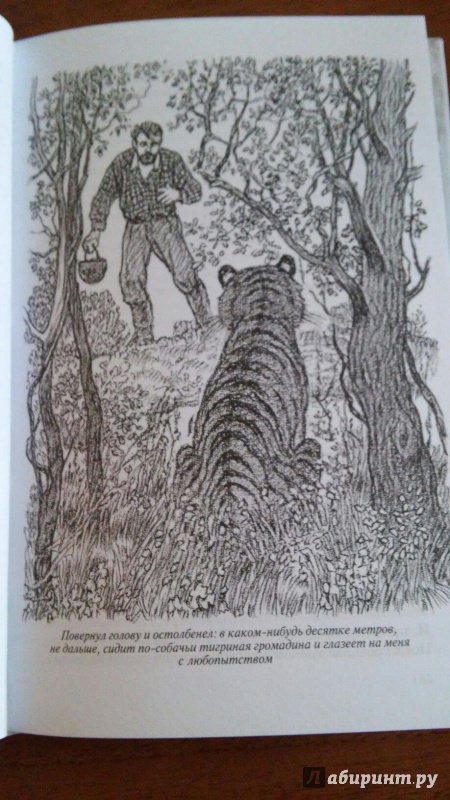 Иллюстрация 10 из 40 для Встречи с амурским тигром - Сергей Кучеренко | Лабиринт - книги. Источник: WhiteOwl