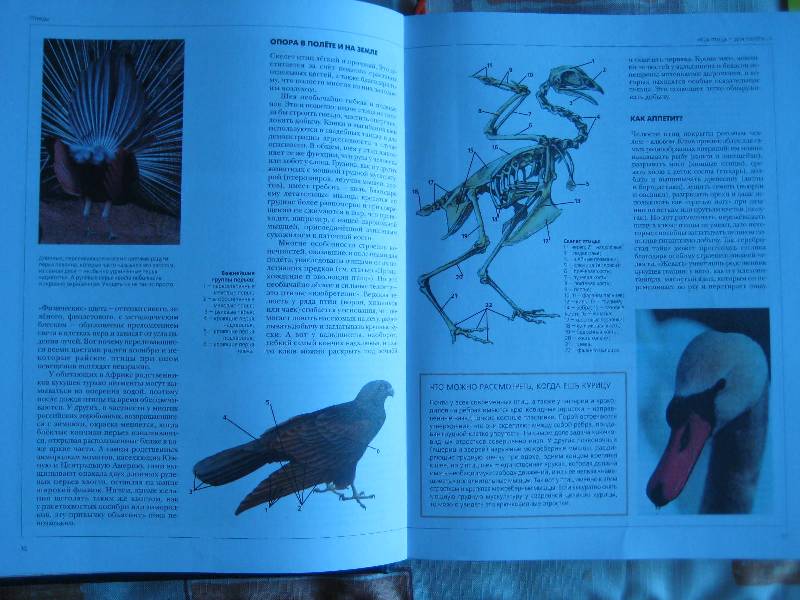 Иллюстрация 24 из 36 для Энциклопедия для детей. Птицы и звери (+CD) | Лабиринт - книги. Источник: ТОЧКА