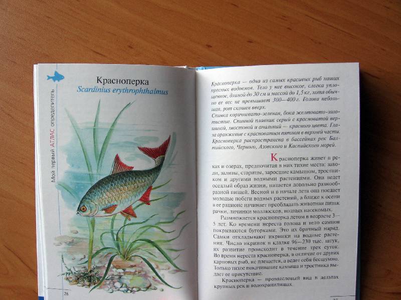 Иллюстрация 12 из 22 для Атлас. Рыбы наших водоемов (5222) - Бровкина, Сивоглазов | Лабиринт - книги. Источник: Red cat ;)