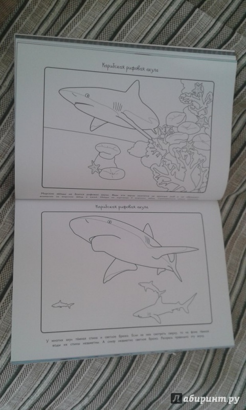 Иллюстрация 16 из 22 для Акулы - Эмма Сэл | Лабиринт - книги. Источник: Соколенко  Света