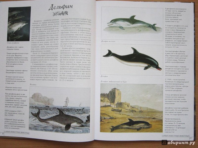 Иллюстрация 3 из 52 для Самые известные животные | Лабиринт - книги. Источник: Кулыгина  Елена