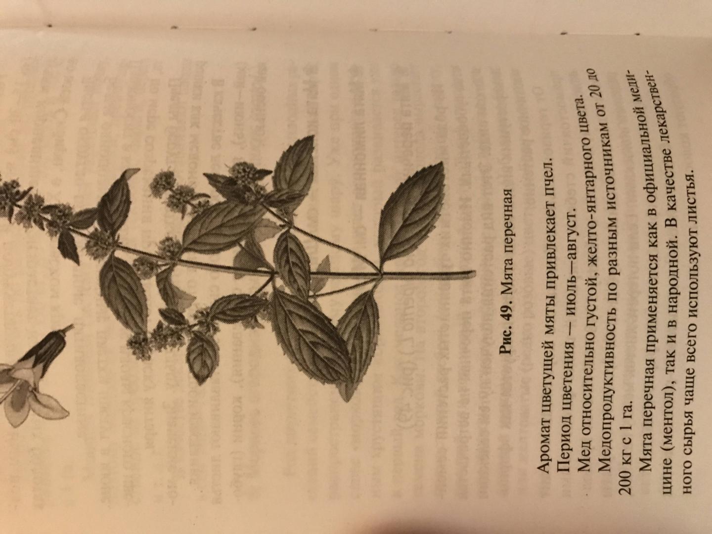 Иллюстрация 24 из 26 для Растения-медоносы - Николай Юраш | Лабиринт - книги. Источник: Королева  Екатерина