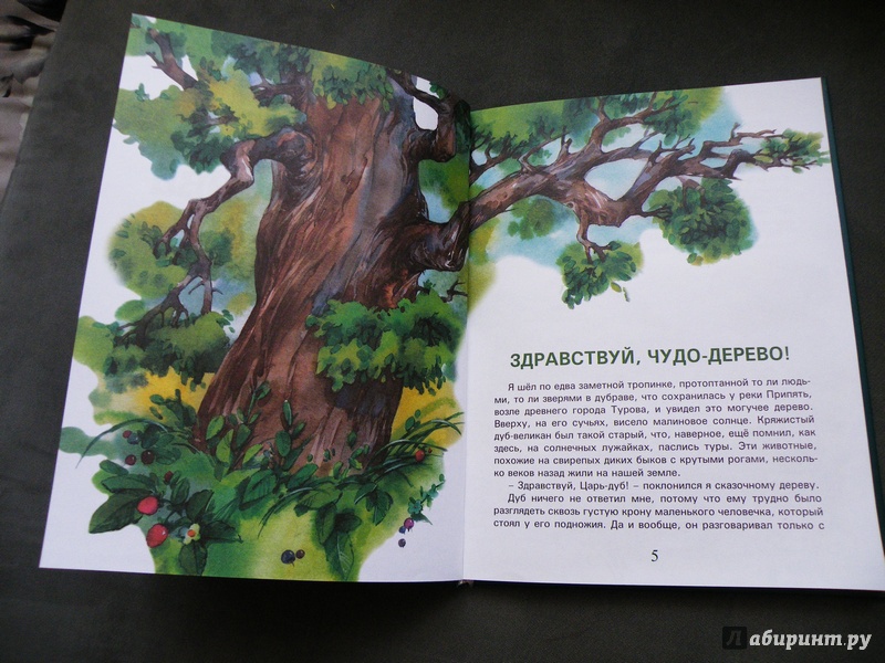 Иллюстрация 3 из 31 для Сказки Чудо-дерева - Валерий Кастрючин | Лабиринт - книги. Источник: Шутова  Маргарита
