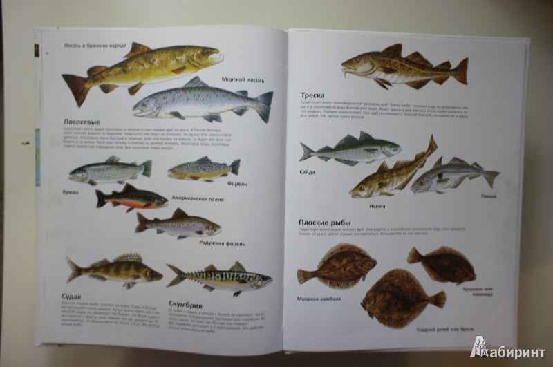 Иллюстрация 23 из 60 для Книга для начинающих великих рыболовов - Нурдквист, Вернер-Карлссон | Лабиринт - книги. Источник: Осипьюк  Марина Сергеевна