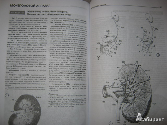 Иллюстрация 8 из 11 для Атлас микроскопической анатомии человека - Радивой Крстич | Лабиринт - книги. Источник: Евгения39