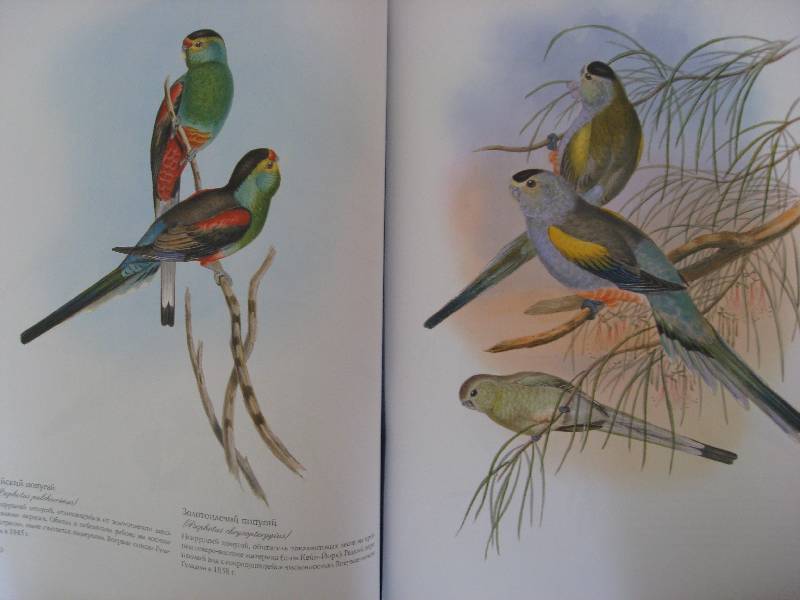 Иллюстрация 30 из 51 для Птицы Австралии (в футляре) - Джон Гульд | Лабиринт - книги. Источник: Нюта