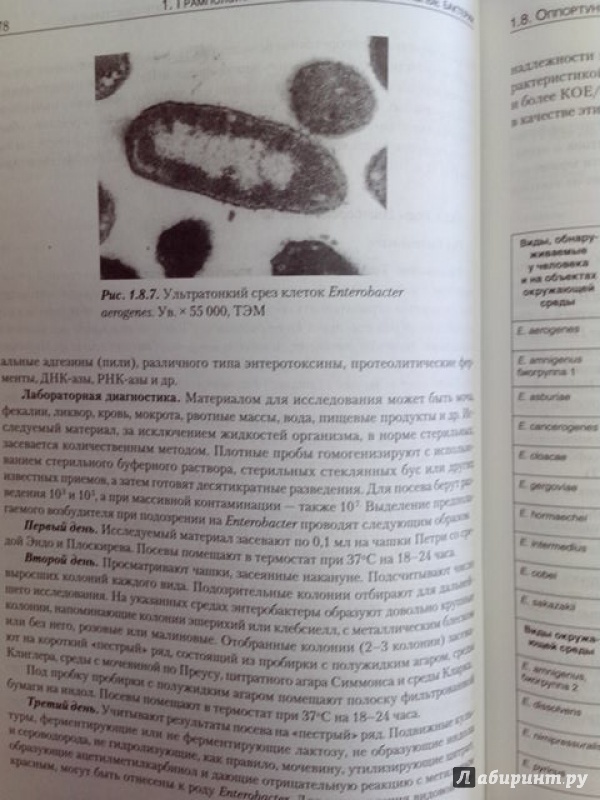 Иллюстрация 4 из 22 для Руководство по медицинской микробиологии. Книга 3. Том первый. Оппортунистические инфекции - Арсланова, Бабин, Батуро | Лабиринт - книги. Источник: Kukula