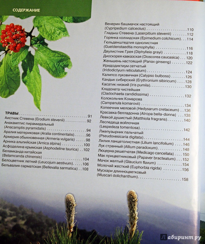 Иллюстрация 2 из 10 для Красная книга. Растения России - Скалдина, Мелихова | Лабиринт - книги. Источник: Коростель