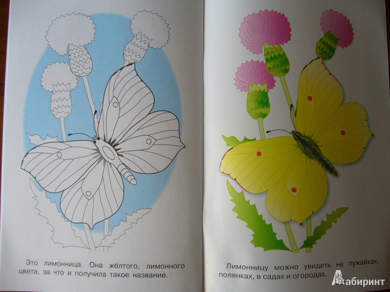 Иллюстрация 6 из 24 для Раскраска. Бабочки | Лабиринт - книги. Источник: Божья  Коровка