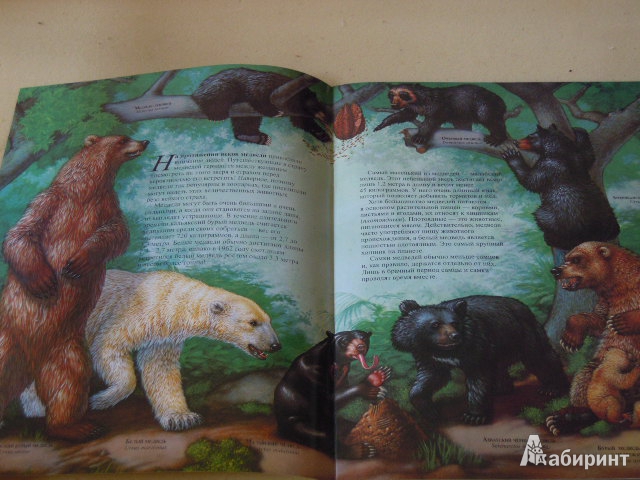 Иллюстрация 6 из 9 для Медведи - Джон Веско | Лабиринт - книги. Источник: Iwolga