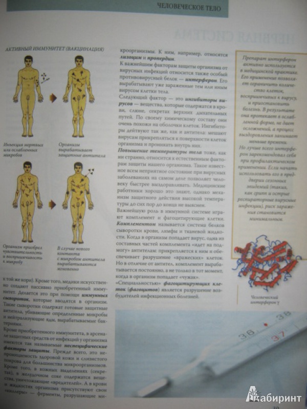 Иллюстрация 9 из 14 для Анатомия и физиология человека - Яна Батий | Лабиринт - книги. Источник: Евгения39