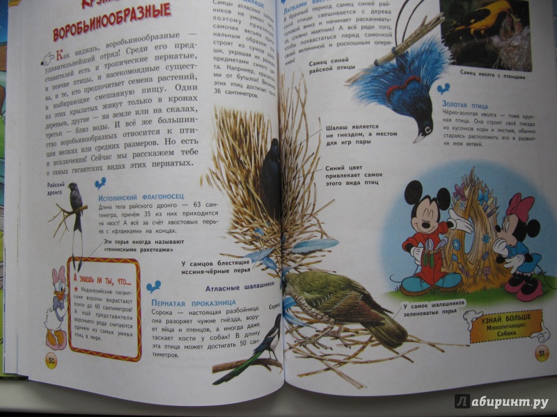 Иллюстрация 10 из 10 для Птицы - Джинни Джонсон | Лабиринт - книги. Источник: Чернова  Анастасия Юрьевна