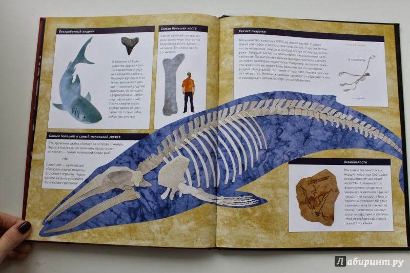 Иллюстрация 11 из 41 для Кости и скелеты - Стив Дженкинс | Лабиринт - книги. Источник: Чабуткина  Алина