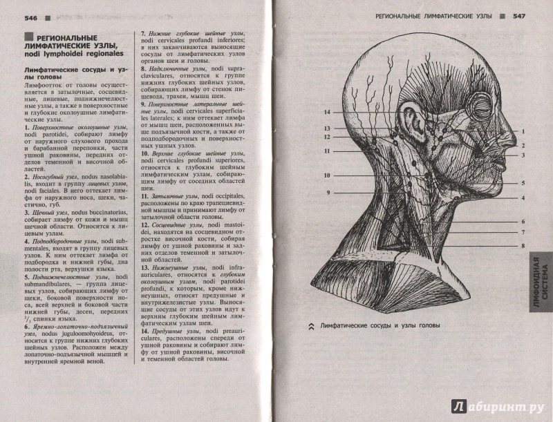 Иллюстрация 11 из 21 для Справочный атлас анатомии человека (На основе Международной анатомической терминологии) - Рудольф Самусев | Лабиринт - книги. Источник: Andrey29