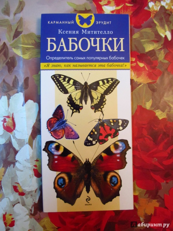 Иллюстрация 7 из 16 для Бабочки. Определитель самых популярных бабочек - Ксения Митителло | Лабиринт - книги. Источник: lysow