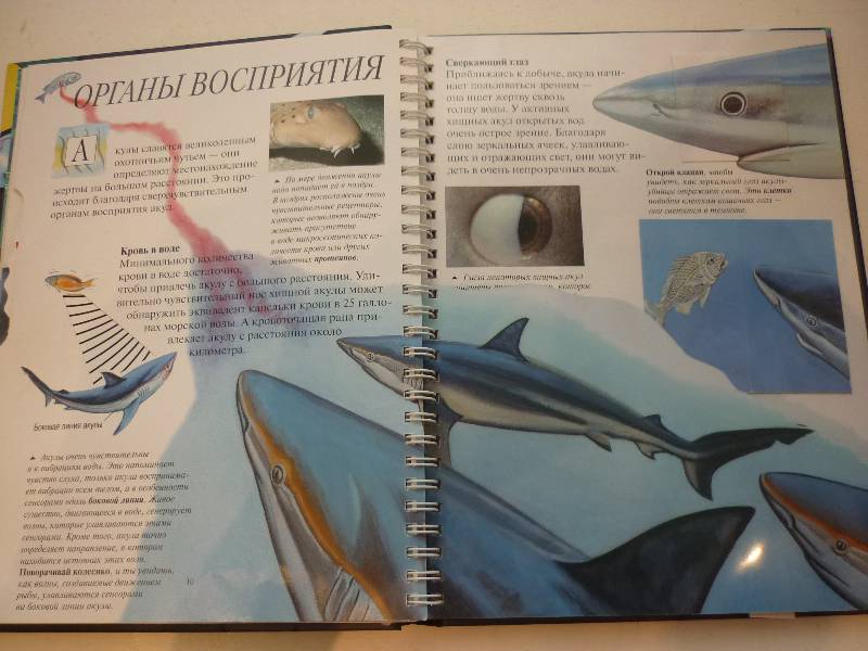 Иллюстрация 7 из 24 для Акулы - Джон Вудвард | Лабиринт - книги. Источник: Нанати