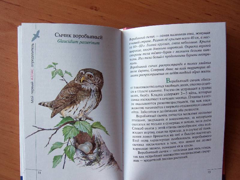 Иллюстрация 36 из 38 для Птицы леса - Бровкина, Сивоглазов | Лабиринт - книги. Источник: Red cat ;)