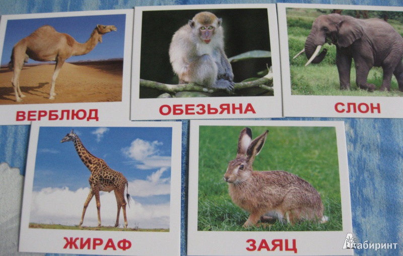 Иллюстрация 10 из 14 для Комплект карточек "Дикие животные" - Носова, Епанова | Лабиринт - игрушки. Источник: White lady