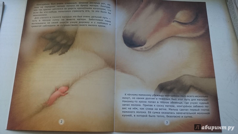 Иллюстрация 6 из 22 для Домик кенгуренка - Лариса Тарасенко | Лабиринт - книги. Источник: Косова  Мария
