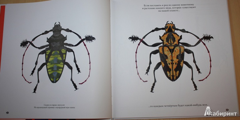 Иллюстрация 23 из 43 для В мире жуков. Интересные факты о животных - Стив Дженкинс | Лабиринт - книги. Источник: КНИЖНОЕ ДЕТСТВО