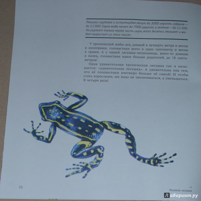 Иллюстрация 42 из 74 для Земноводные - Николай Сладков | Лабиринт - книги. Источник: Книжный кот