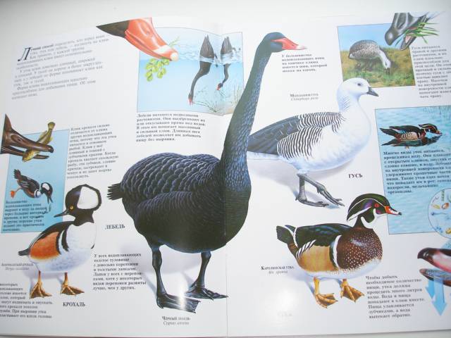 Иллюстрация 78 из 96 для Мир животных (17 книг в боксе) | Лабиринт - книги. Источник: Осьминожка