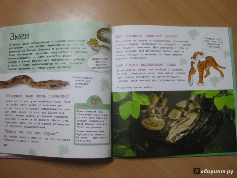 Иллюстрация 5 из 13 для Рептилии и амфибии | Лабиринт - книги. Источник: Диана Арипова