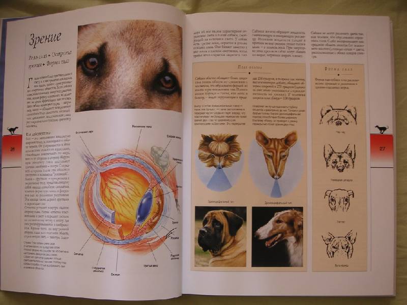 Иллюстрация 14 из 21 для Собака. Полное руководство - Сара Вайтхэд | Лабиринт - книги. Источник: kisska