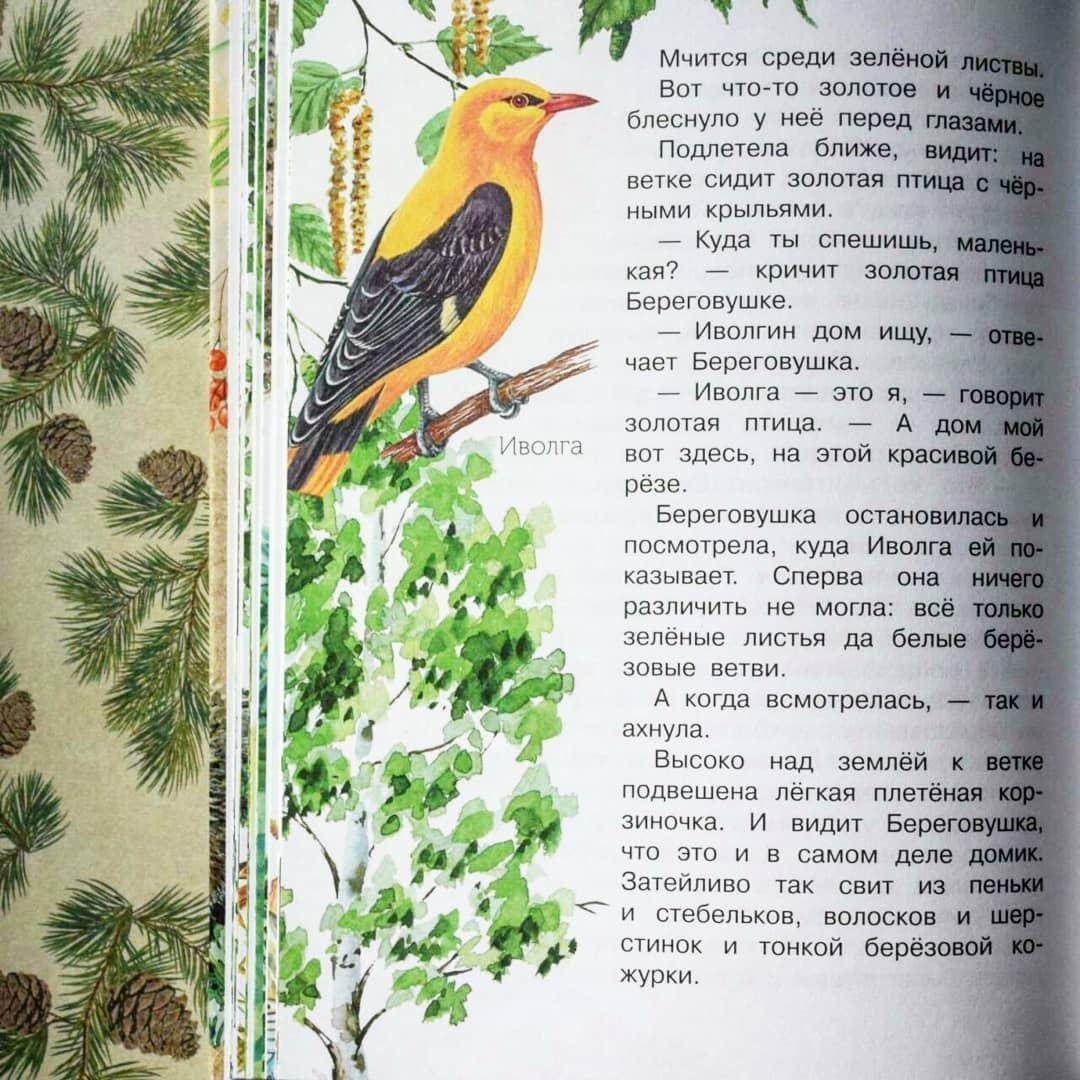 Иллюстрация 59 из 71 для Лесные домишки - Виталий Бианки | Лабиринт - книги. Источник: Отзывы читателей